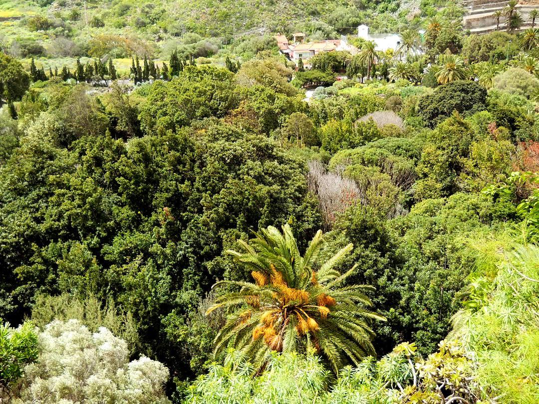 Jardín Botánico Viera y Clavijo