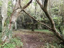 el Bosque Encantado